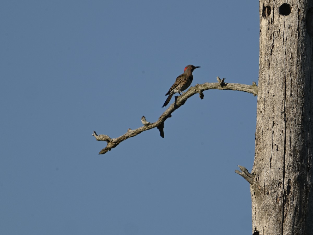 Northern Flicker - William Woody