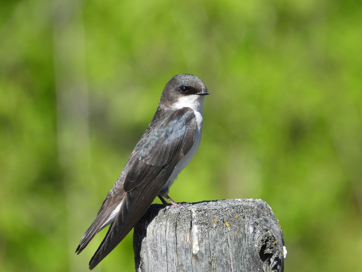 Tree Swallow - Brad Vissia