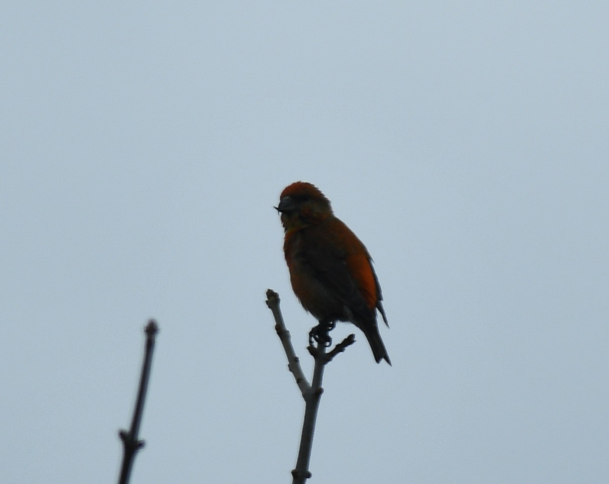 Red Crossbill - Jean Guy Chouinard