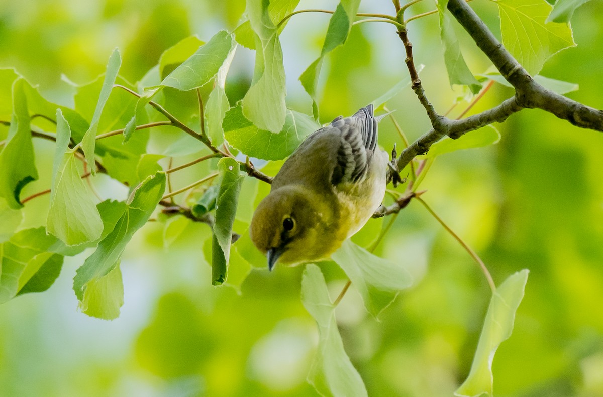 Warbling Vireo - ismael chavez