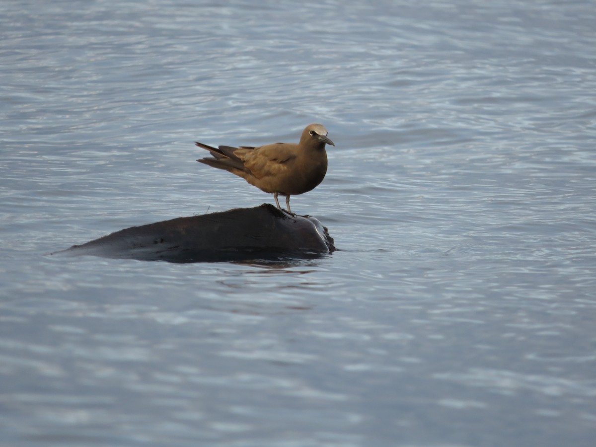 Brown Noddy - Joshimar Navarro