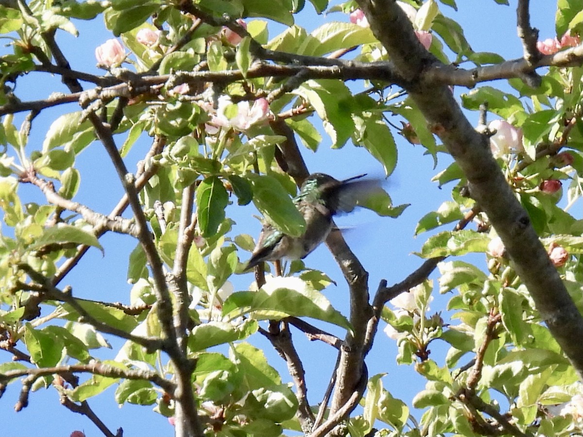 Ruby-throated Hummingbird - Brad Smith