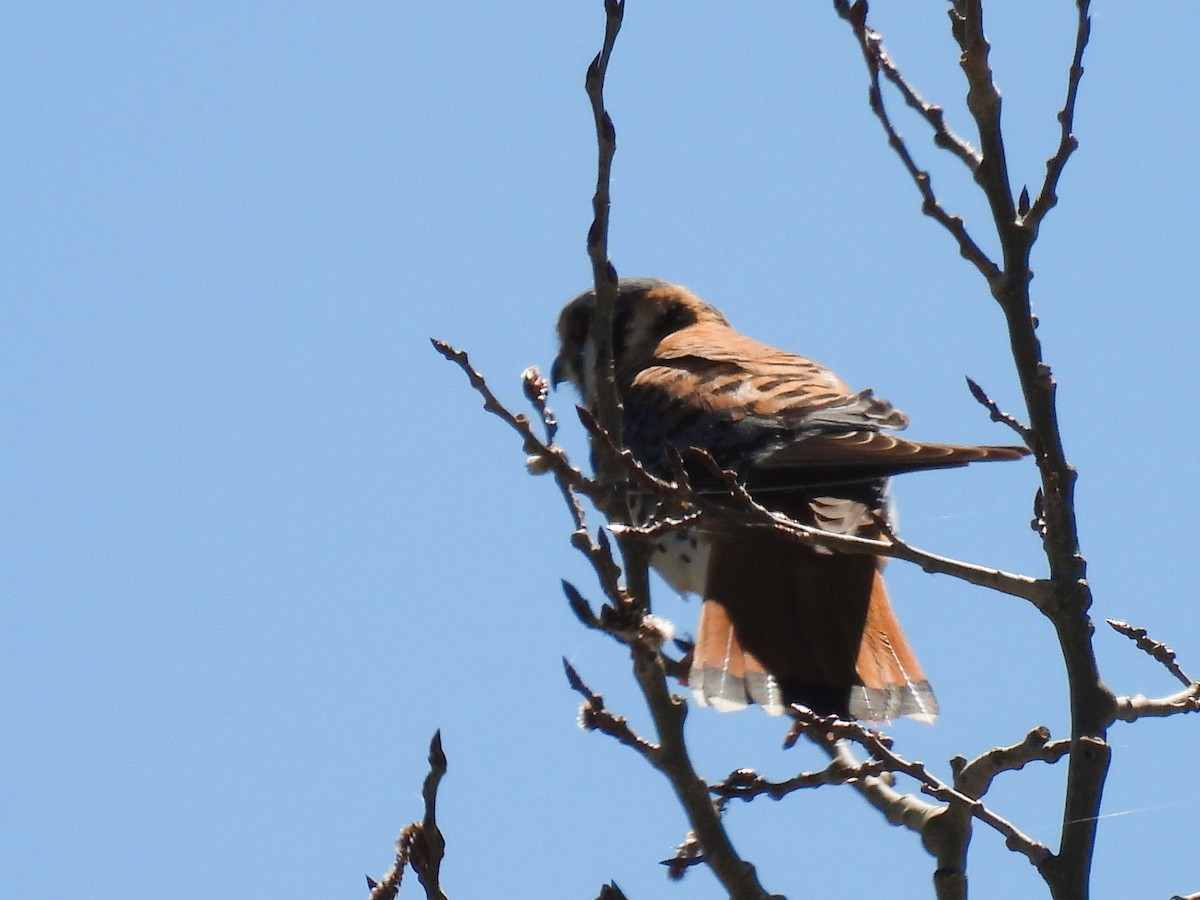 American Kestrel - Pam Hawkes