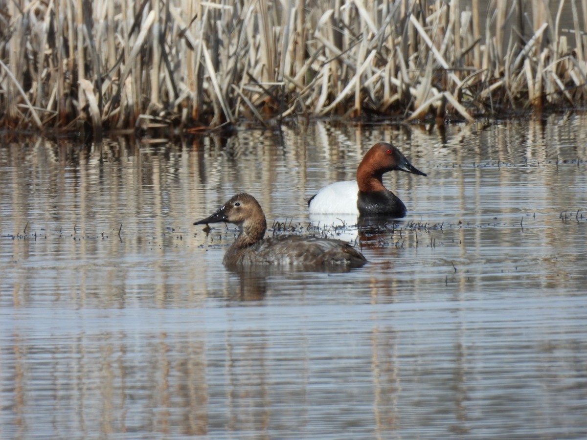 Canvasback - ML618852573