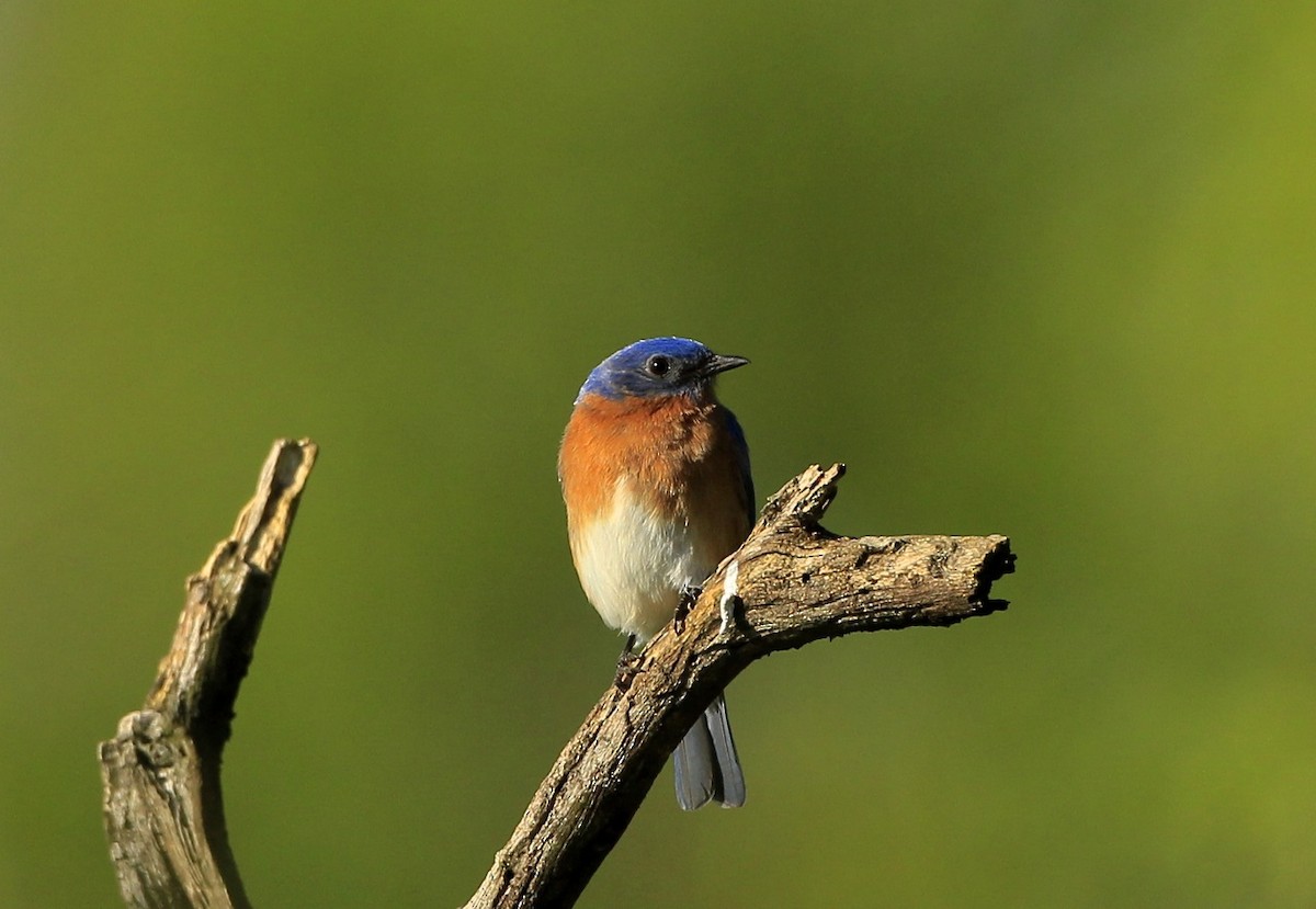 Eastern Bluebird - ML618852574
