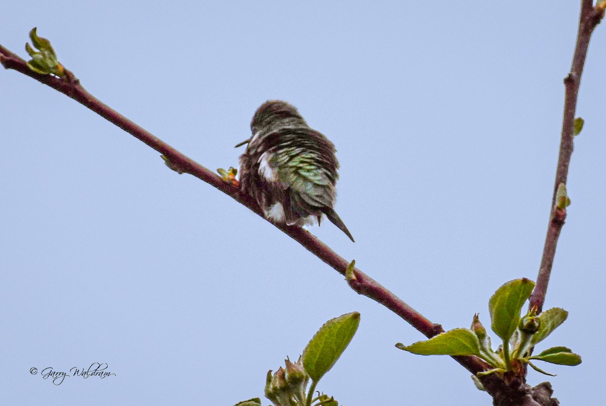 Ruby-throated Hummingbird - Garry Waldram