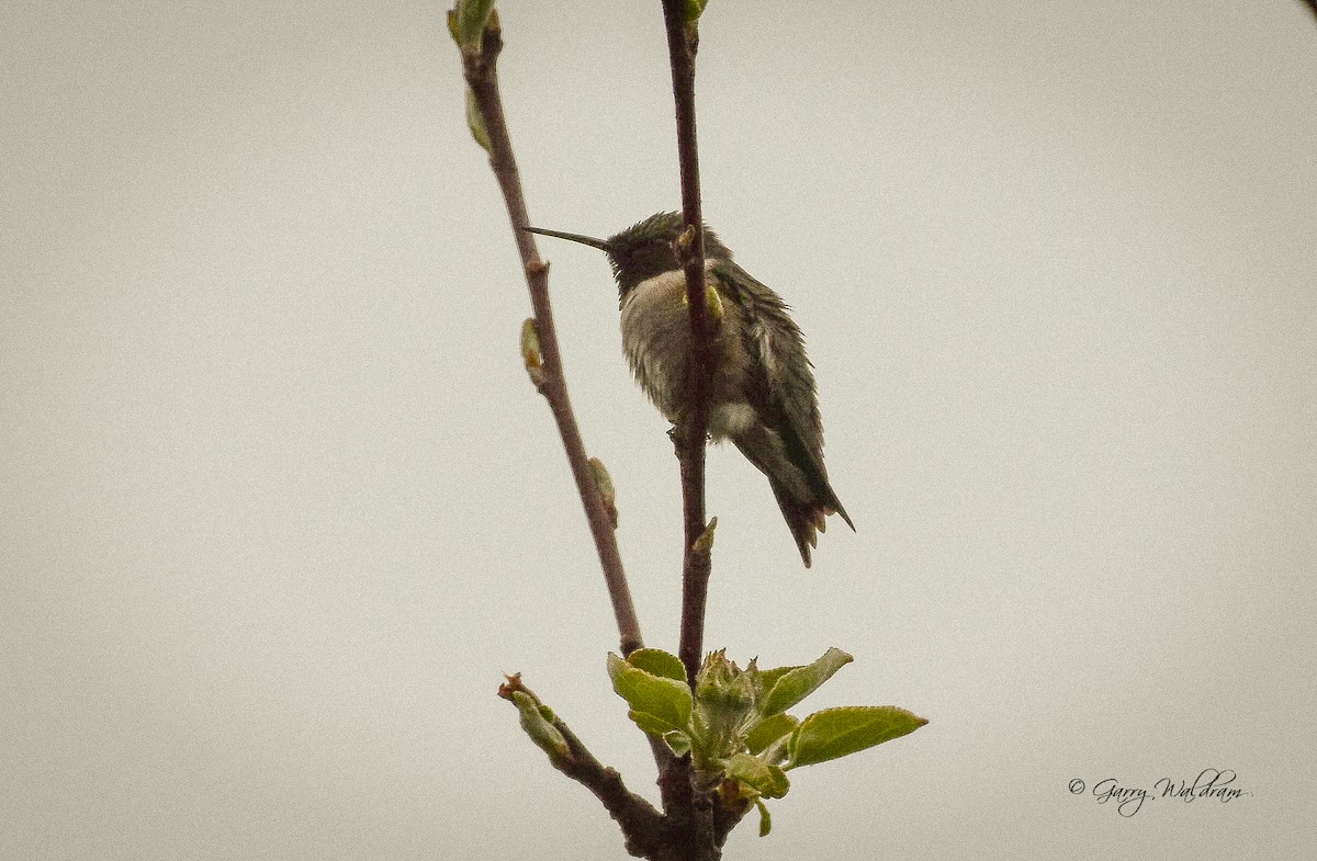 Ruby-throated Hummingbird - Garry Waldram