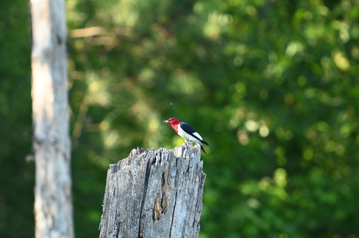 Red-headed Woodpecker - William Woody