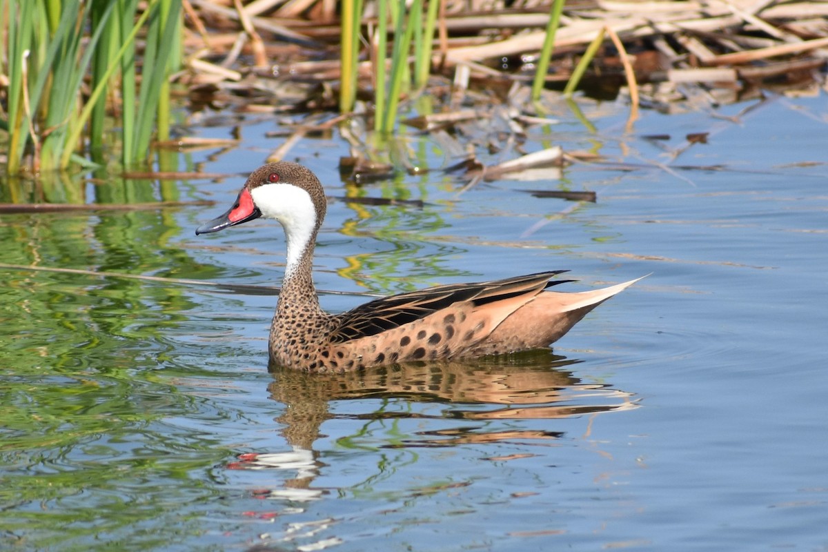 White-cheeked Pintail - Lucero Odar