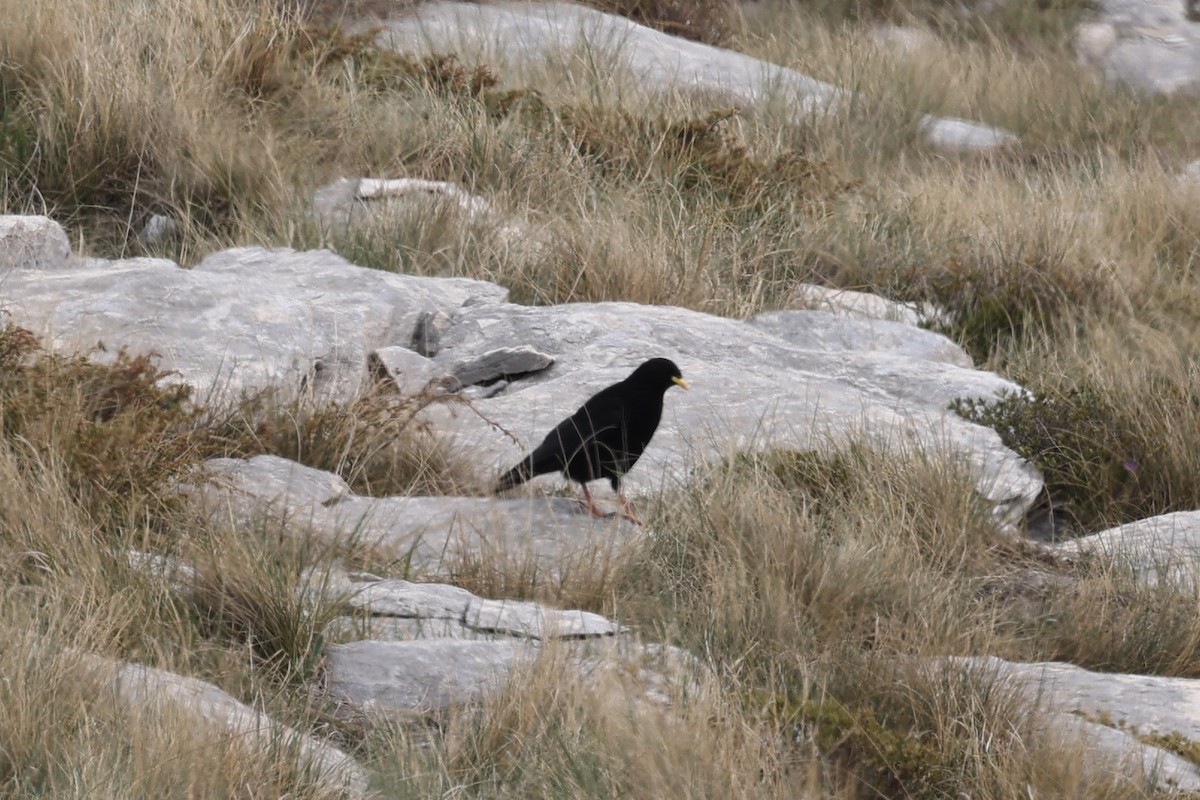 Yellow-billed Chough - Ian Thompson