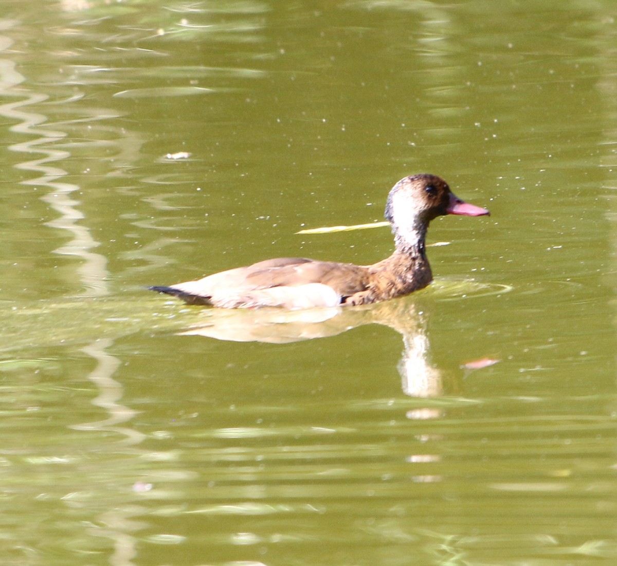 Brazilian Teal - Feliciano Lumini