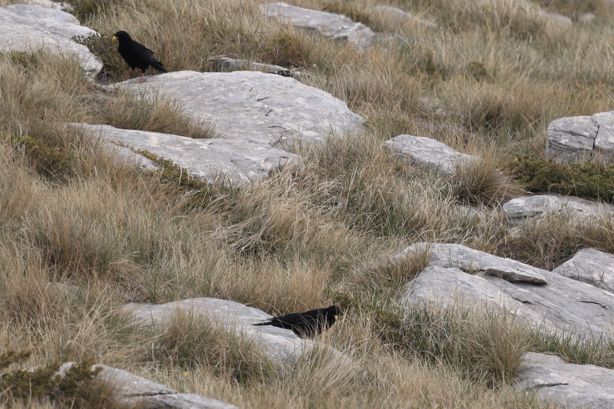 Yellow-billed Chough - Ian Thompson