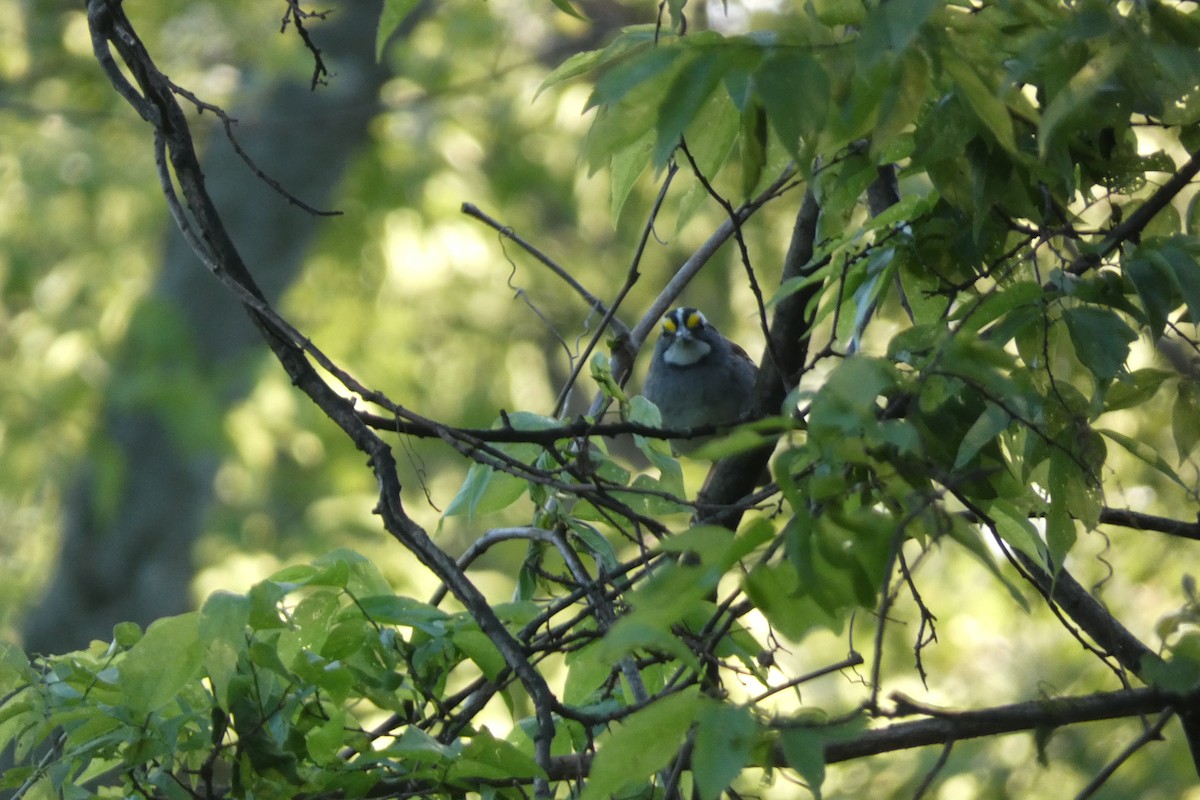 White-throated Sparrow - Js Colsmith