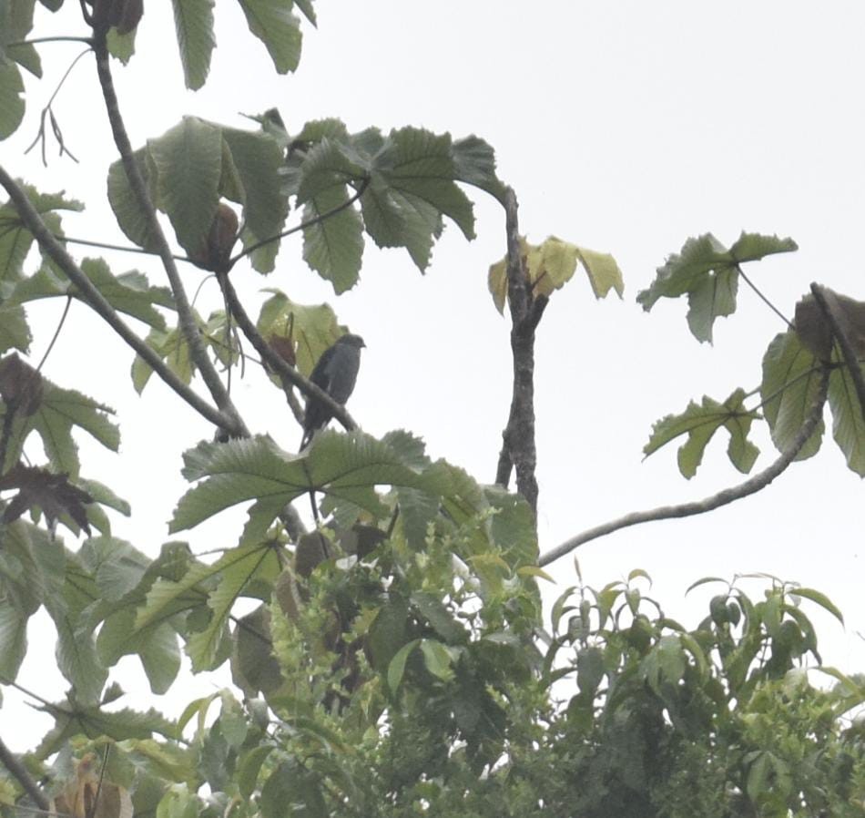 Slate-colored Hawk - Elenita Castro