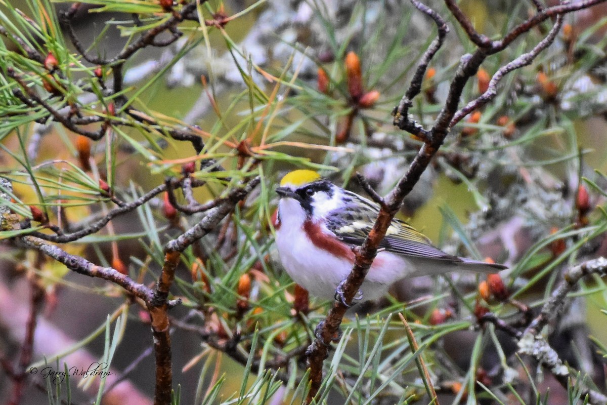 Chestnut-sided Warbler - Garry Waldram