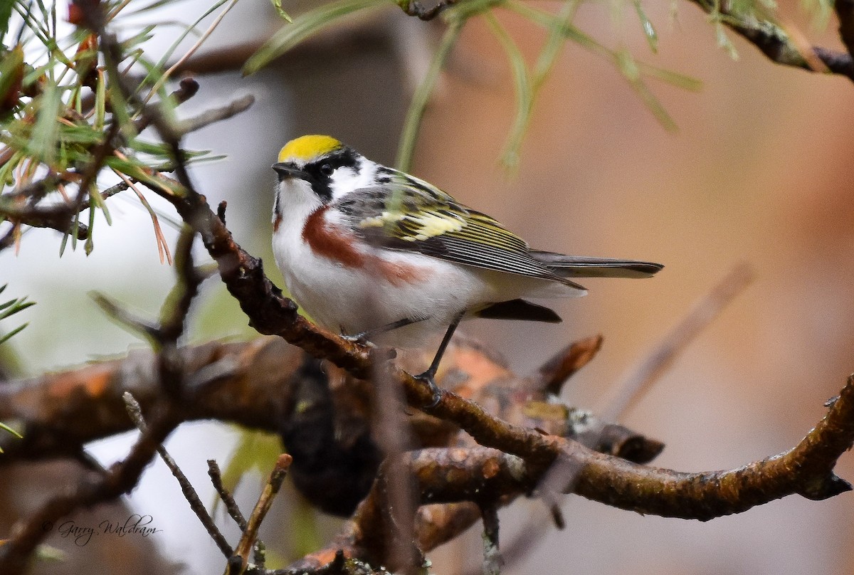 Chestnut-sided Warbler - Garry Waldram