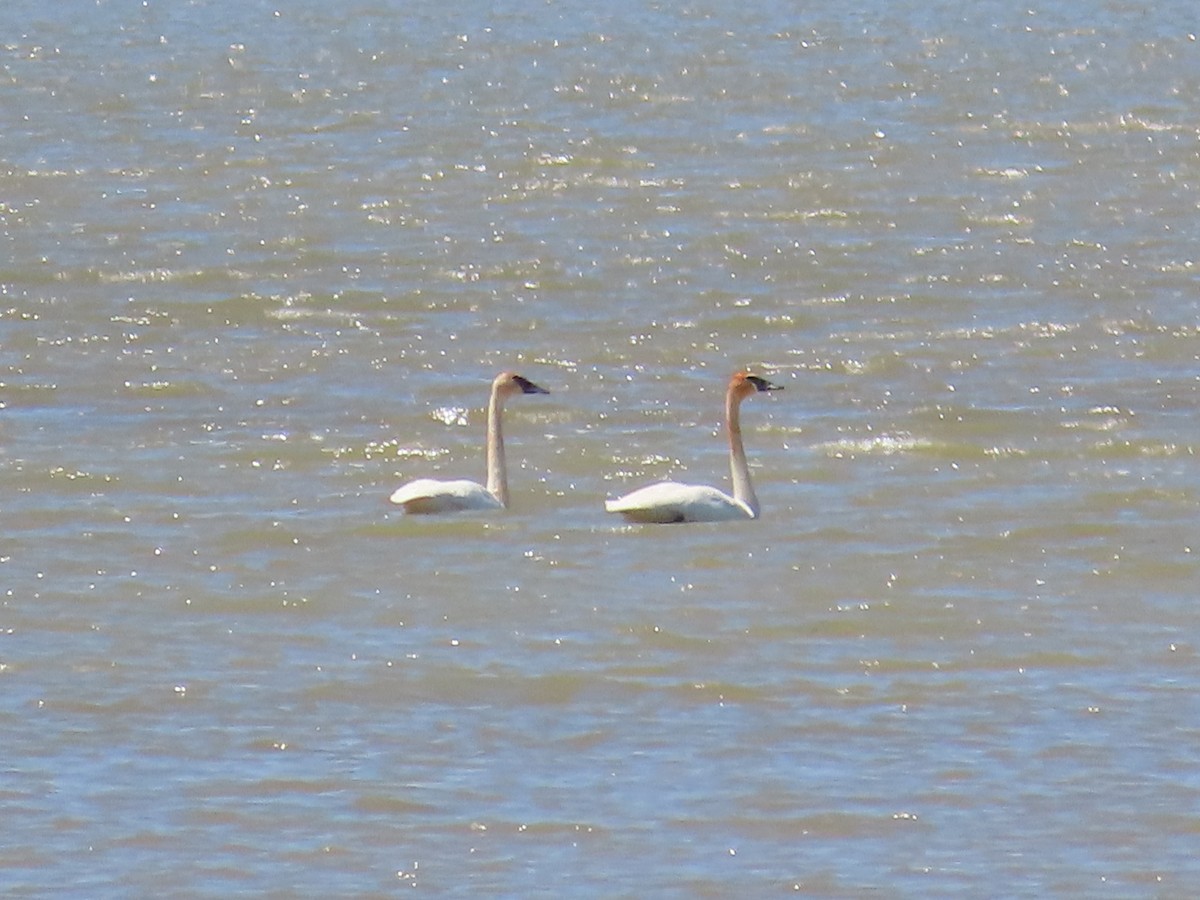 Trumpeter Swan - David Huff