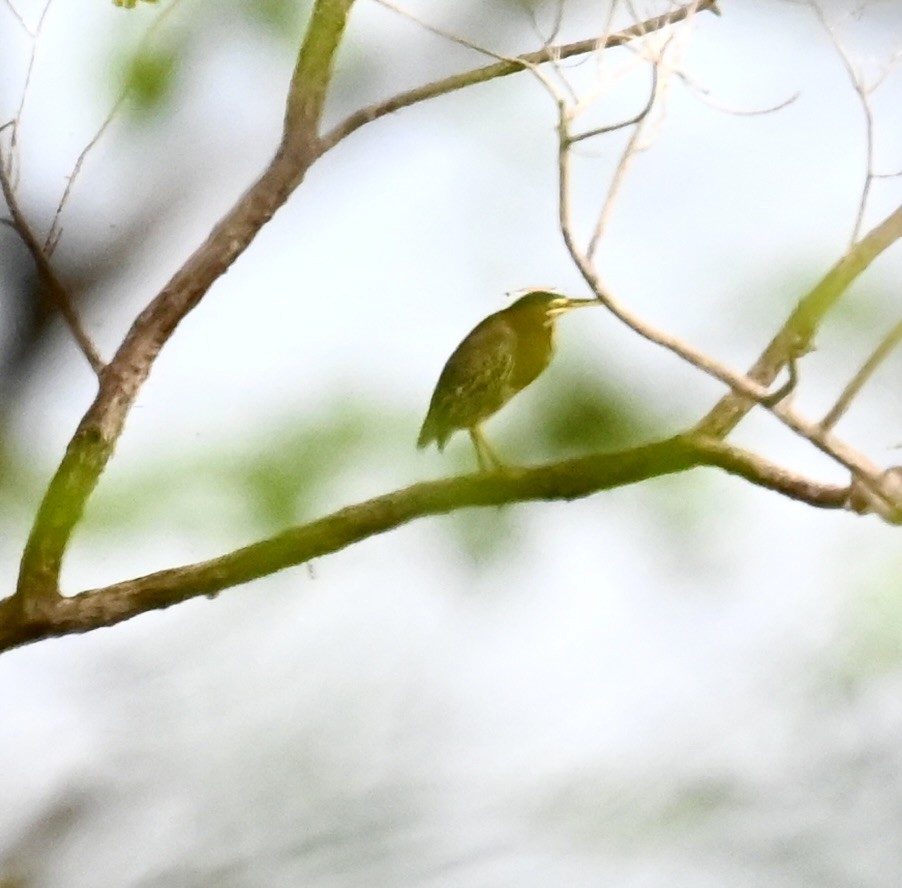 Green Heron - Nancy Blaze