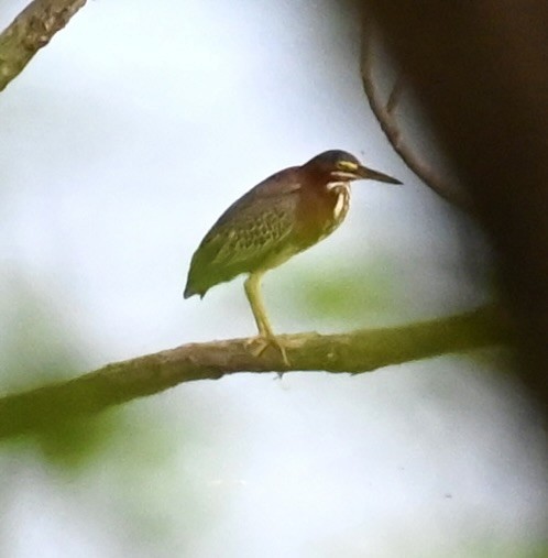 Green Heron - Nancy Blaze