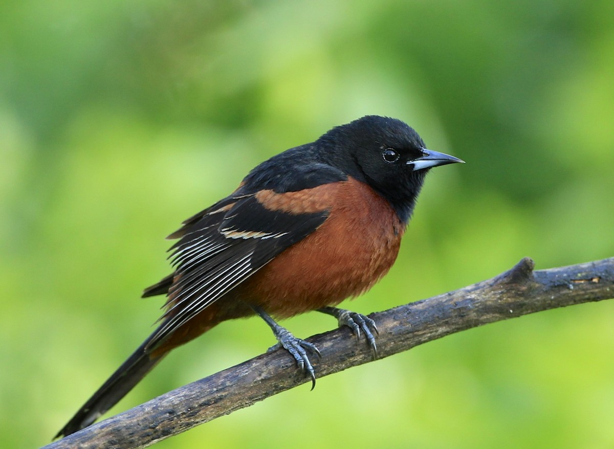 Orchard Oriole - James Kinderman