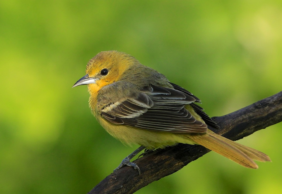 Orchard Oriole - ML618852672