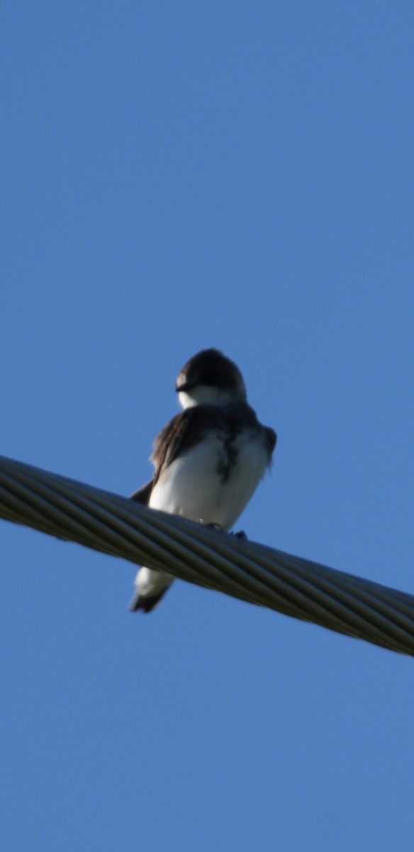 Bank Swallow - Rachel Wood