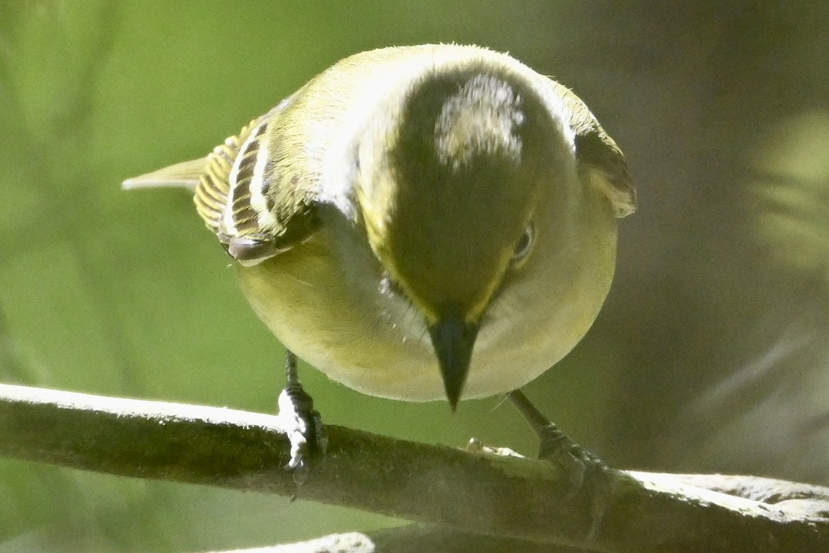 White-eyed Vireo - David Napravnik