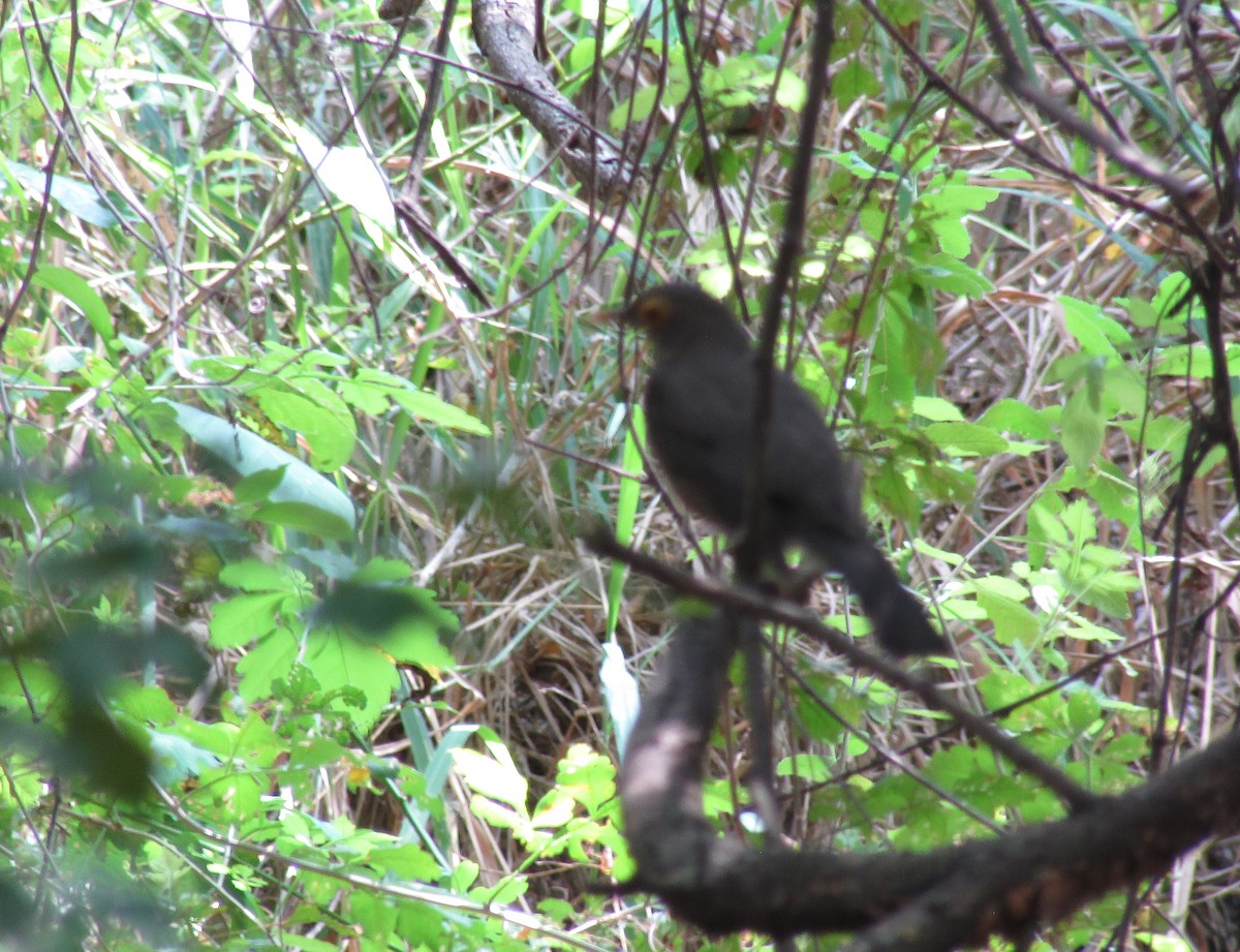 Spectacled Thrush - Eduardo Freitez Gassán