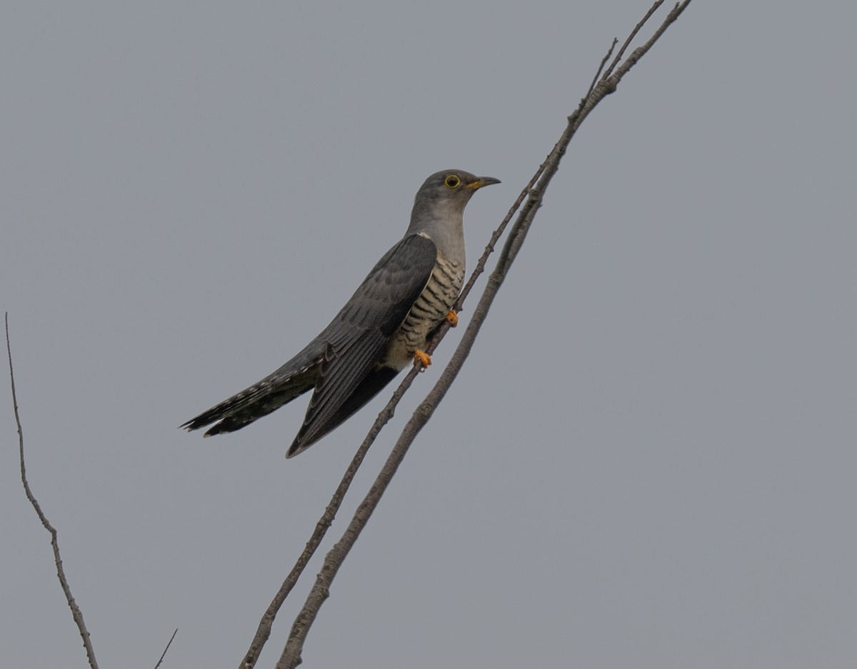 Indian Cuckoo - ML618852710