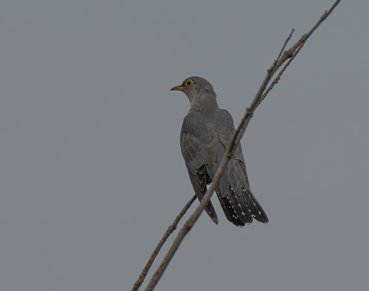 Indian Cuckoo - ML618852711