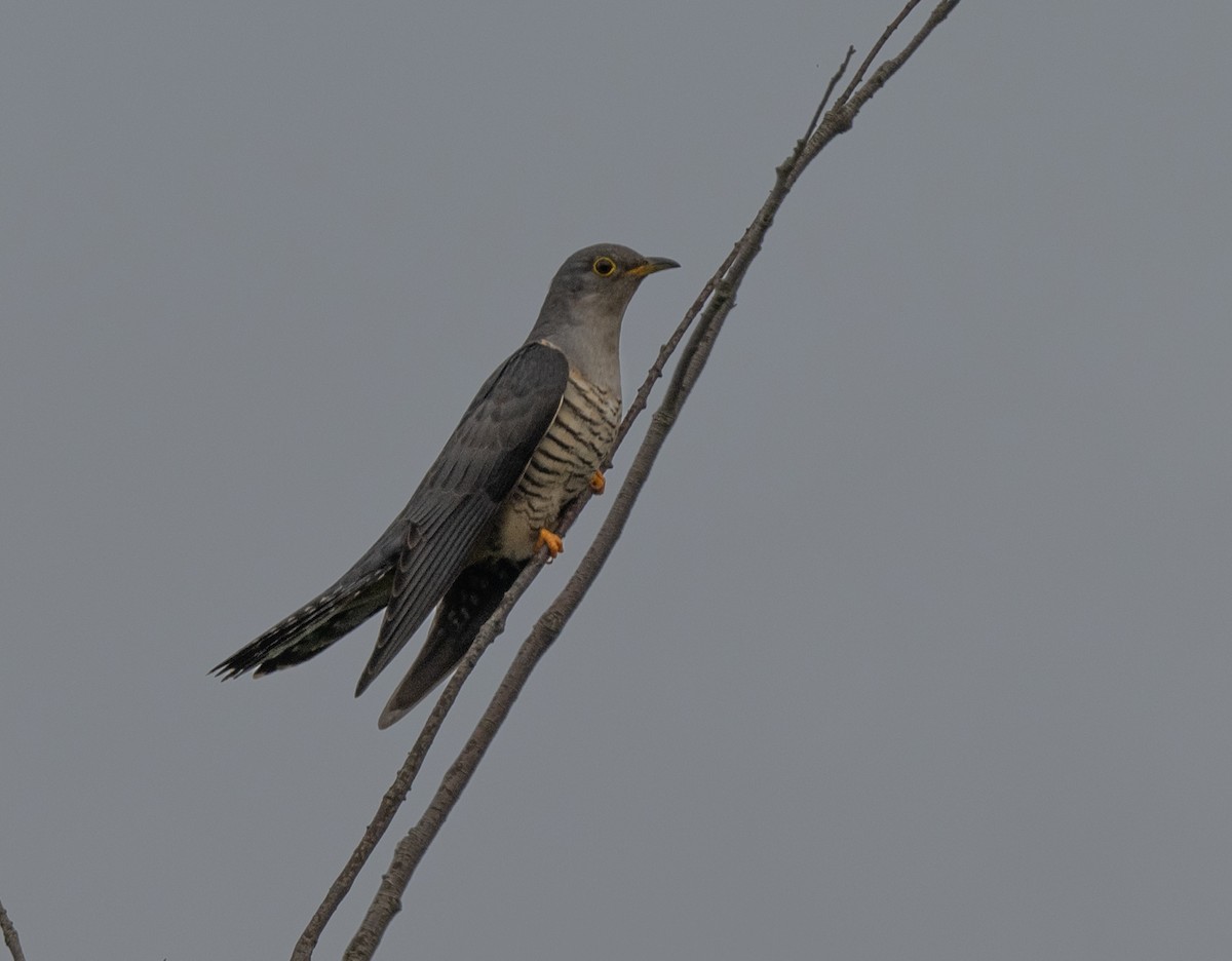 Indian Cuckoo - ML618852712