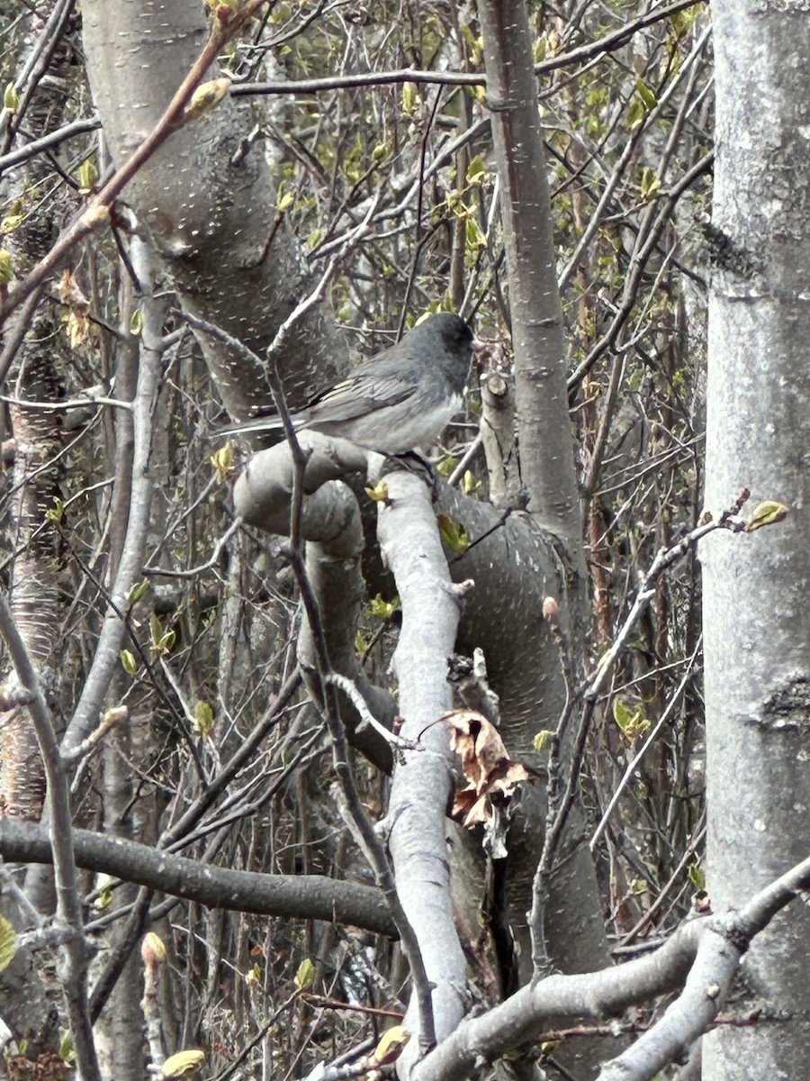 Dark-eyed Junco - Anthony Newcomer