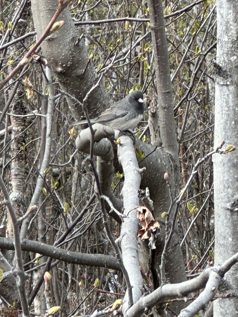 Dark-eyed Junco - Anthony Newcomer