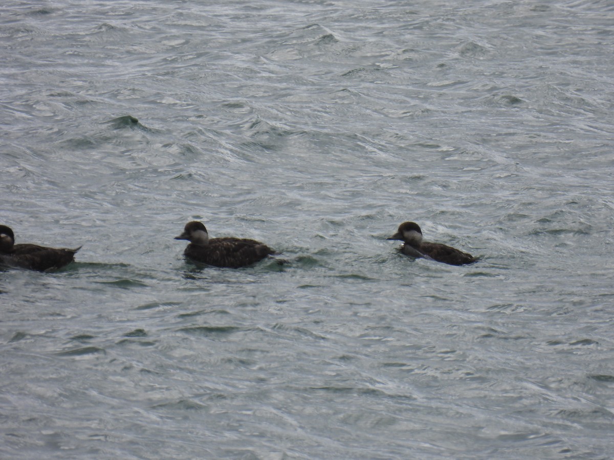 Black Scoter - Brad Smith