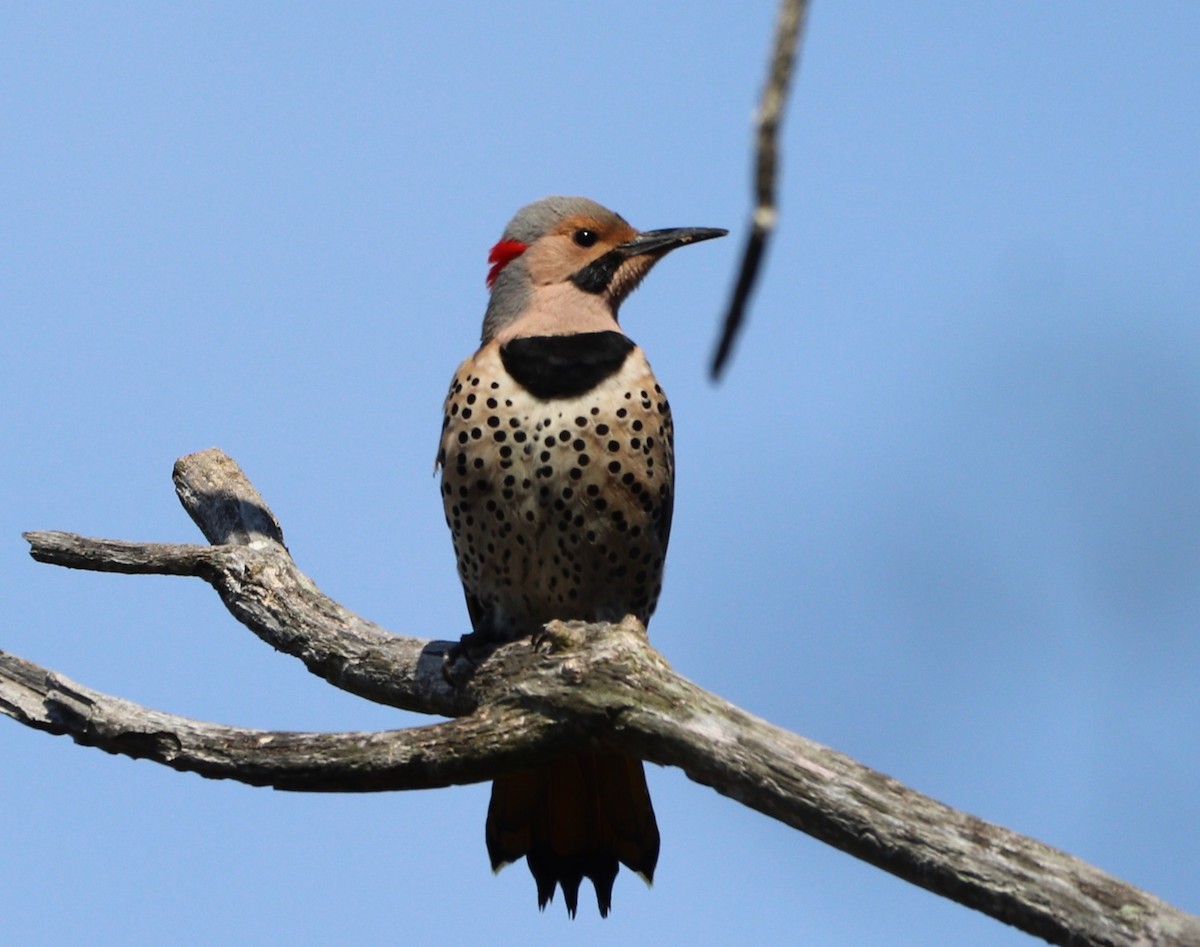 Northern Flicker - MA 2