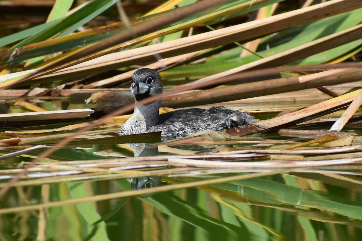 Pied-billed Grebe - Lucero Odar