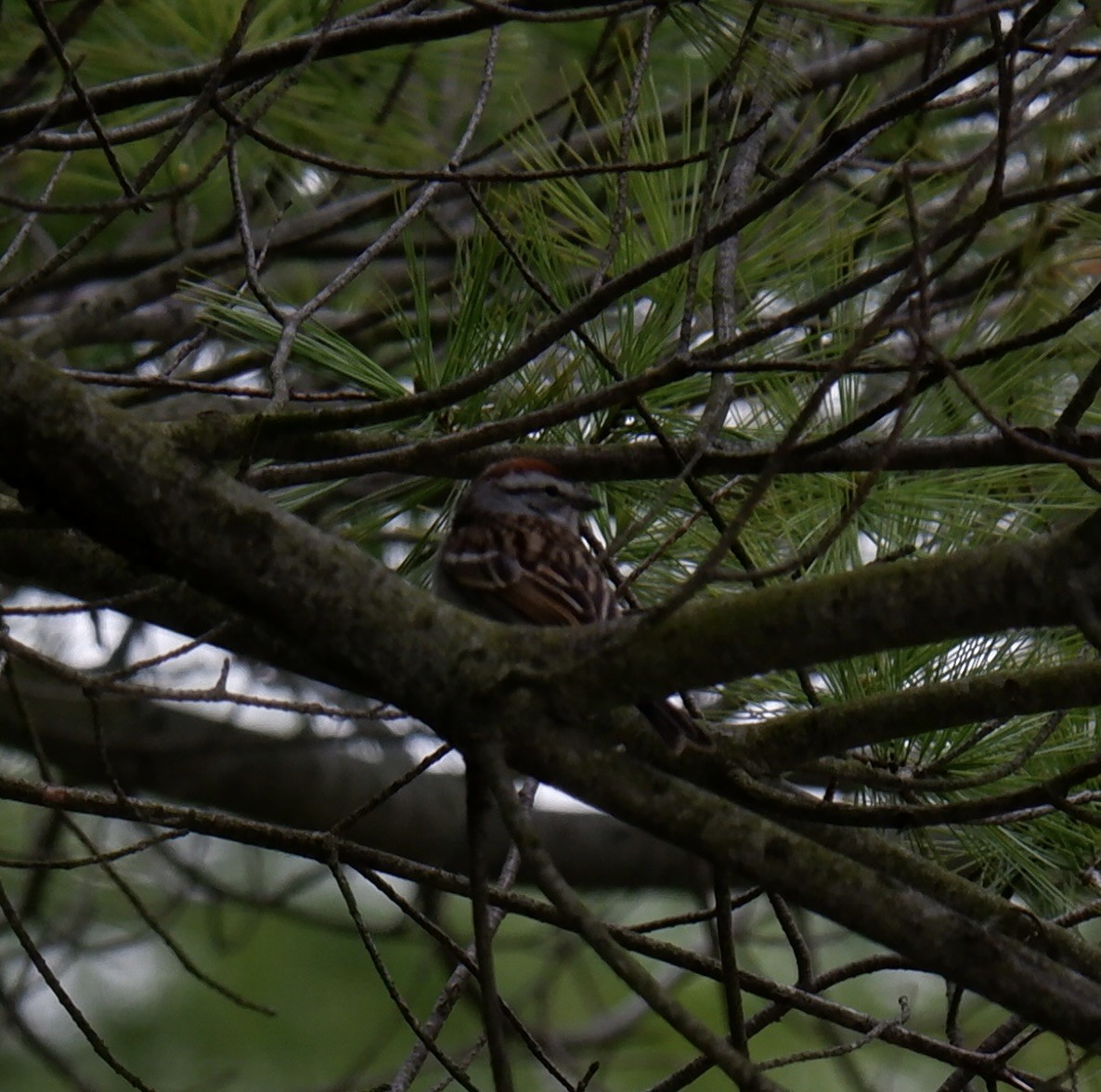 Chipping Sparrow - Adrianne Knighton