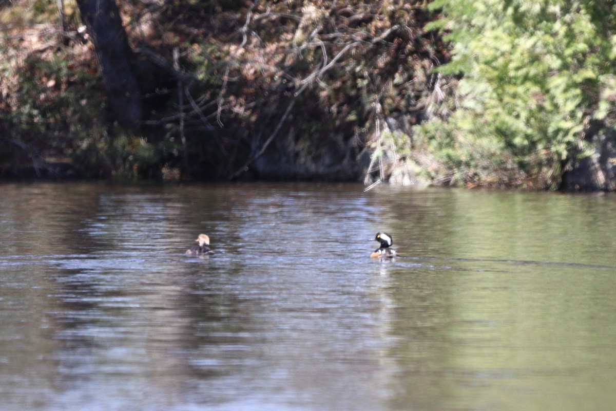 Hooded Merganser - Claude Villeneuve