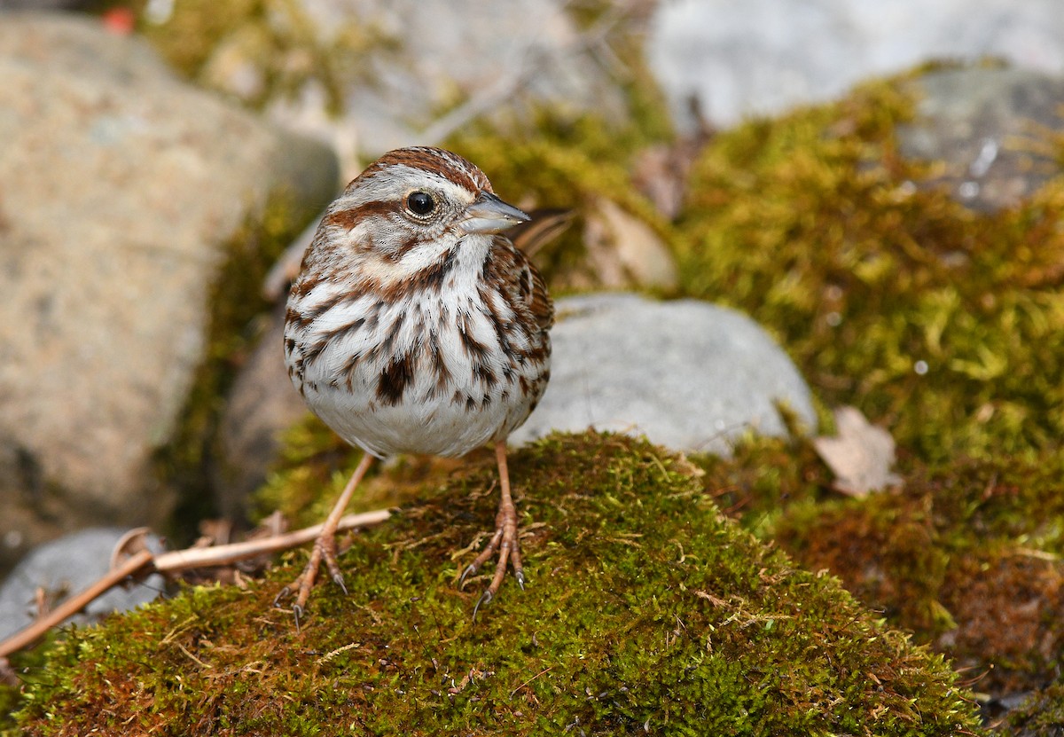 Song Sparrow - Jean Guy Chouinard