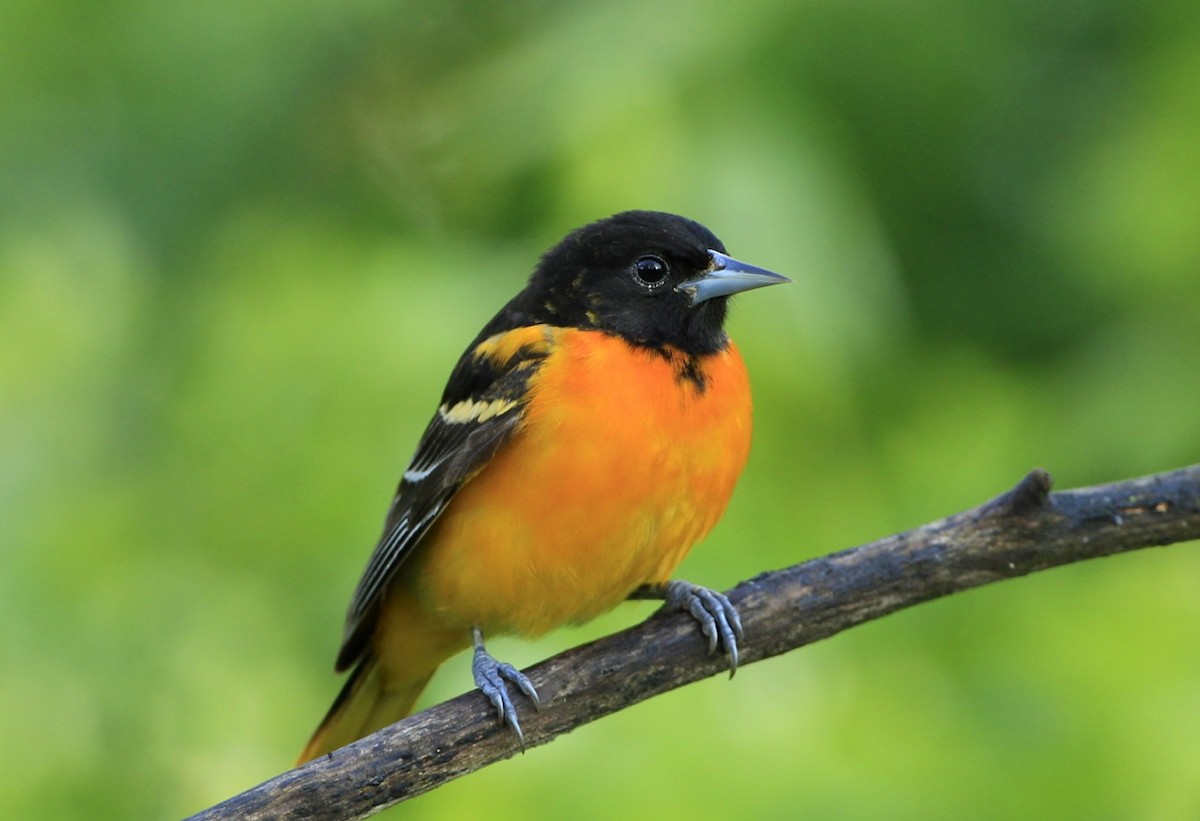 Baltimore Oriole - ML618852745