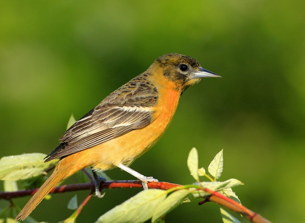 Baltimore Oriole - ML618852746