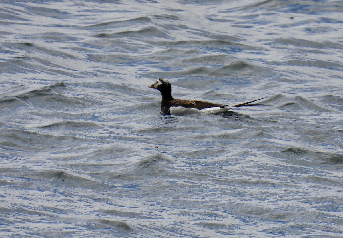 Long-tailed Duck - ML618852747