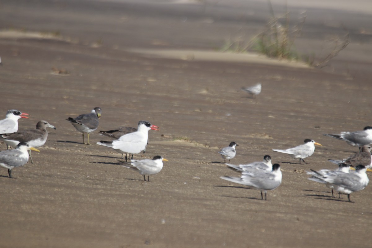 Caspian Tern - James Apolloh ~Freelance Tour Guide