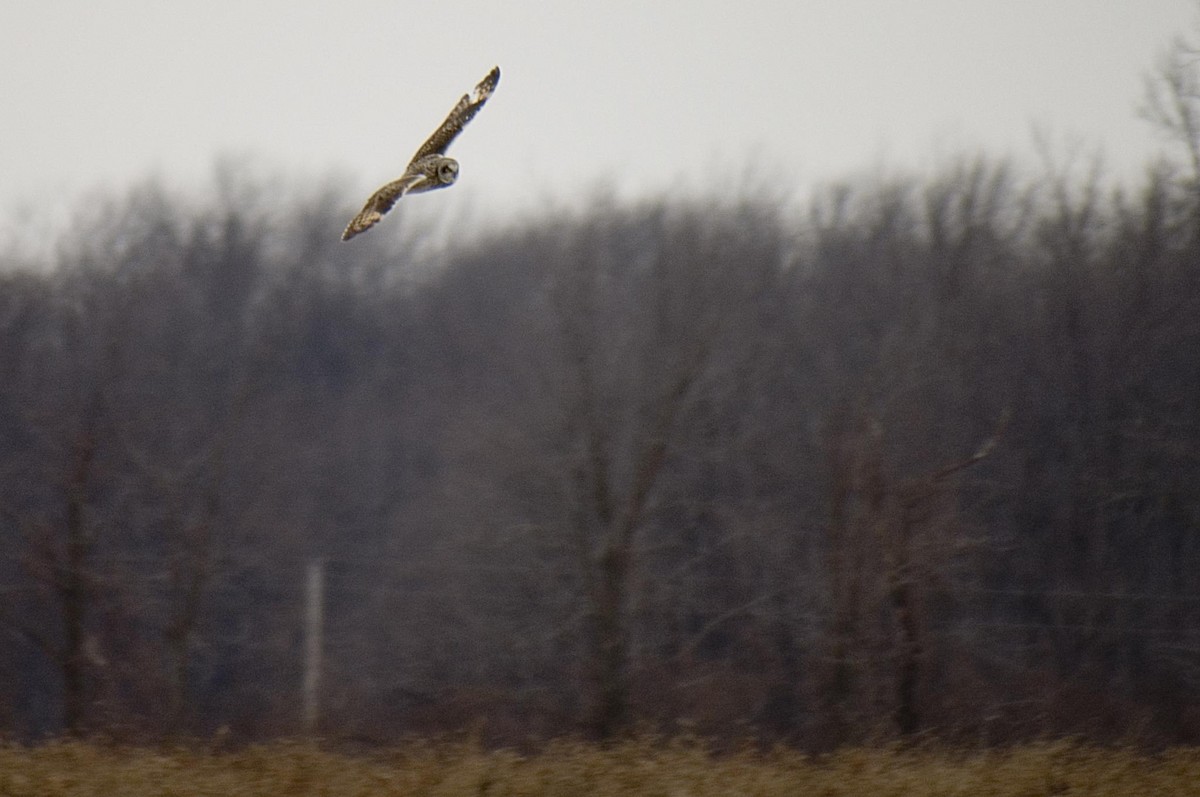 Short-eared Owl - Thomas P. LeBlanc