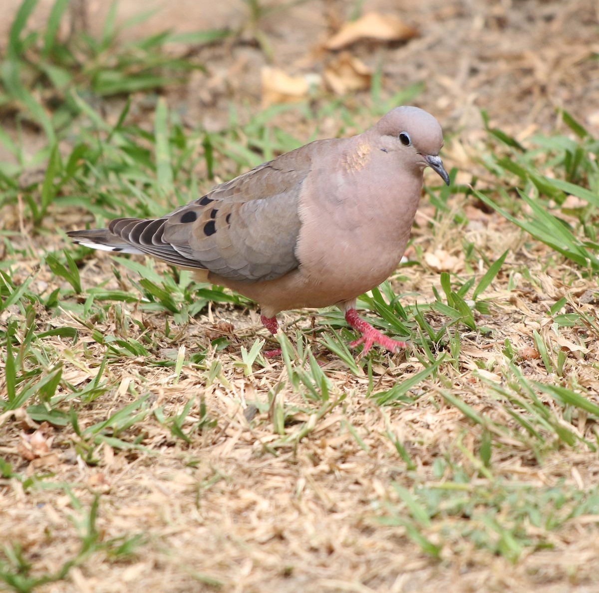 Eared Dove - Feliciano Lumini