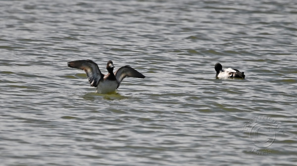 Ring-necked Duck - Raymond Paris