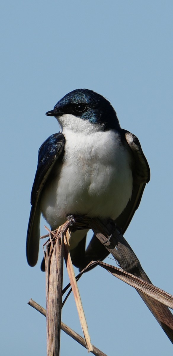 Tree Swallow - Rachel Wood