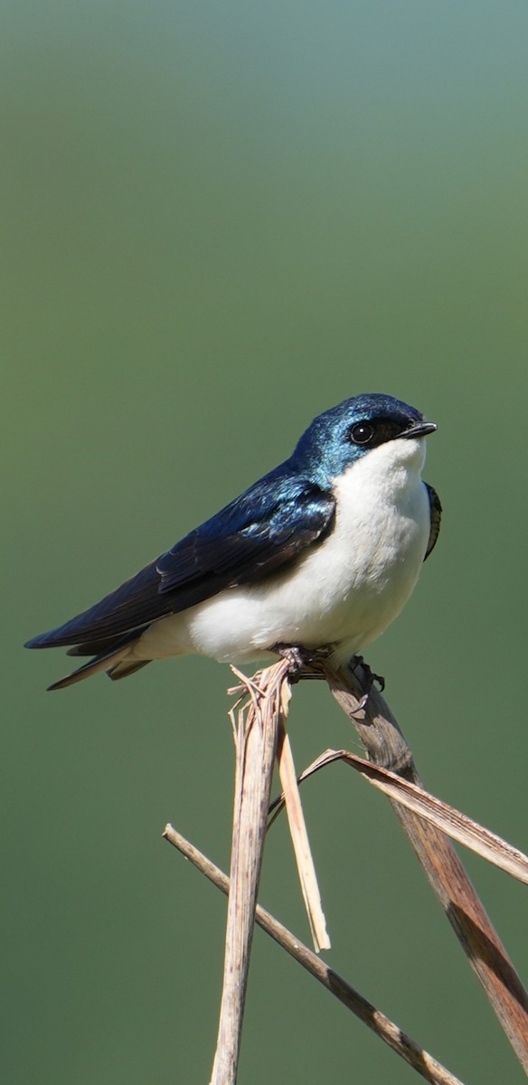 Tree Swallow - Rachel Wood