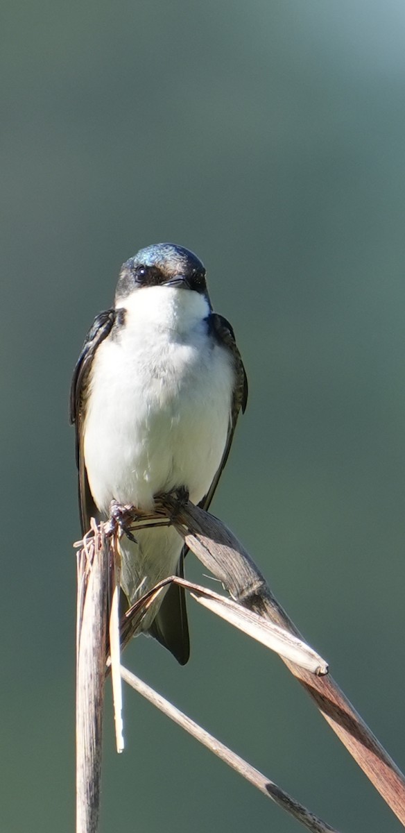 Tree Swallow - Rachel Wood