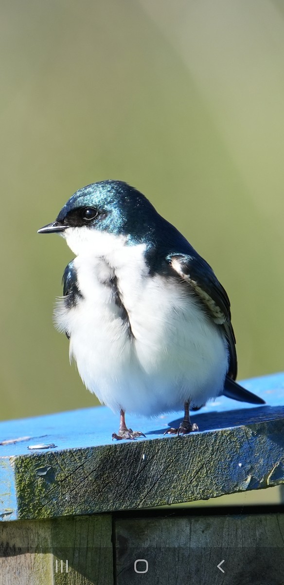 Tree Swallow - Rachel Wood